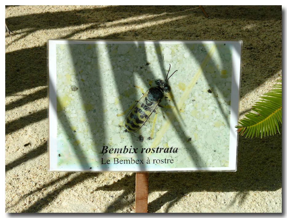 Paese che vai....Bembix rostrata (Crabronidae)